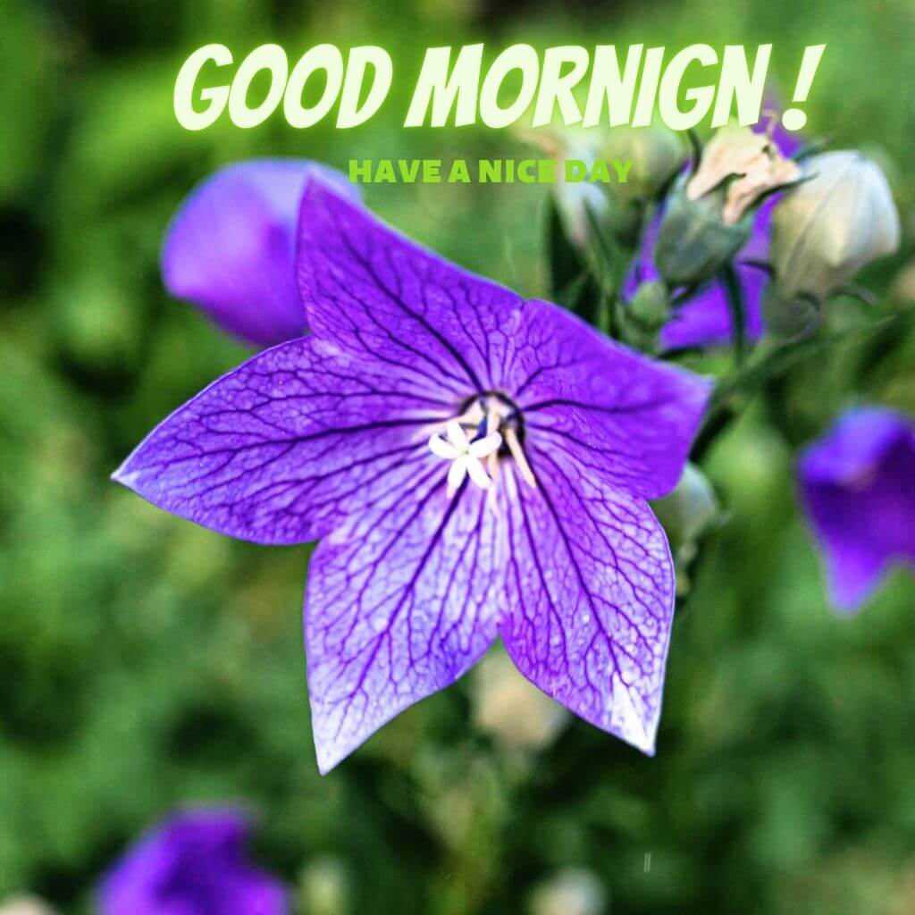 good morning god bless you Photo New Download