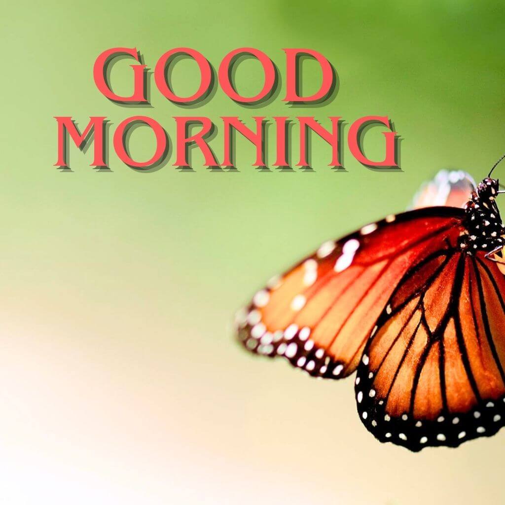 good morning greetings Photo With Butterfly