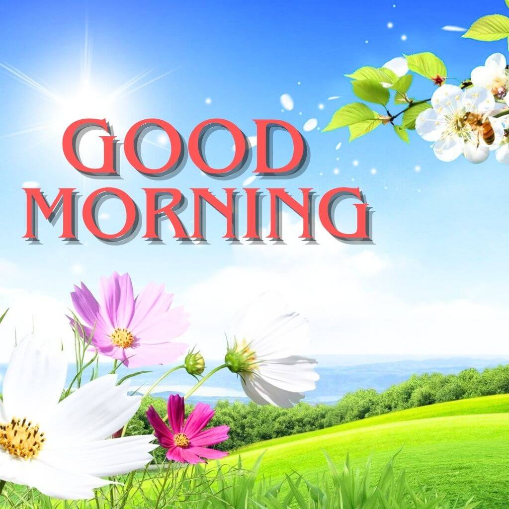 good morning greetings Wallpaper Pics HD For Whatsapp