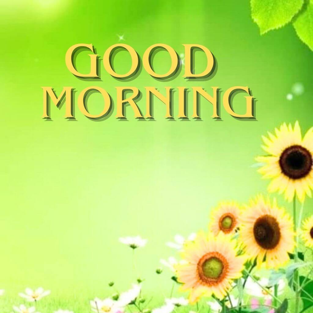 good morning greetings Wallpaper Pics With Sunflower