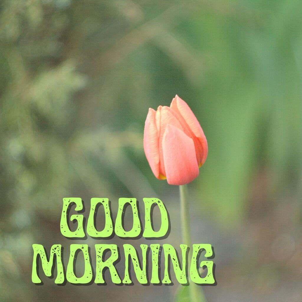 good morning have a blessed day Wallpaper Pics Free HD