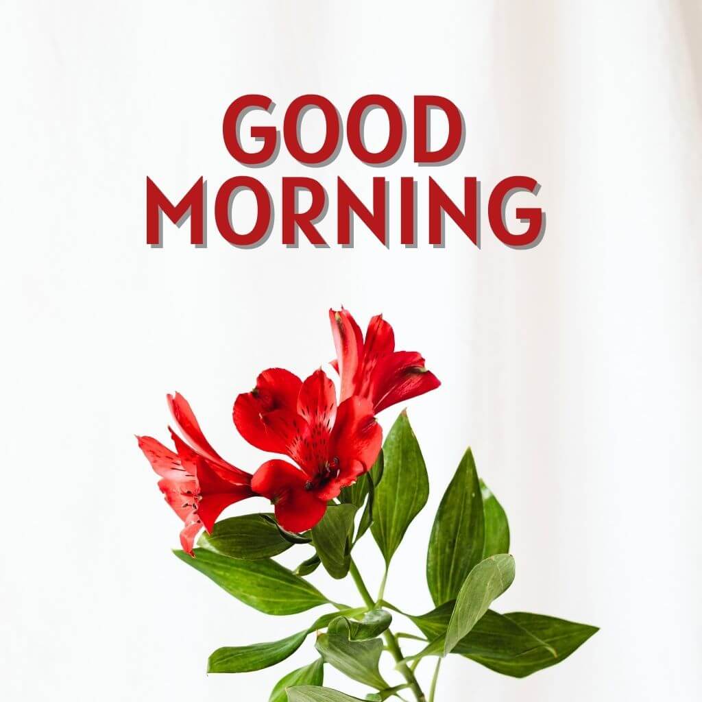 good morning have a blessed day Wallpaper Pics New Download for Facebook