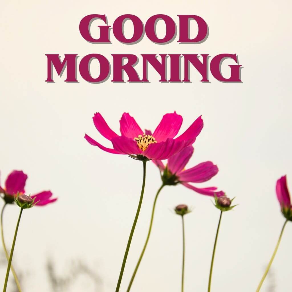 good morning have a blessed day Wallpaper Pics New Download