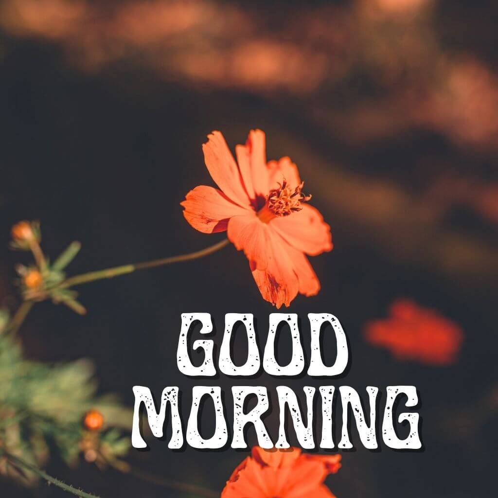 good morning have a blessed day Wallpaper for Friend