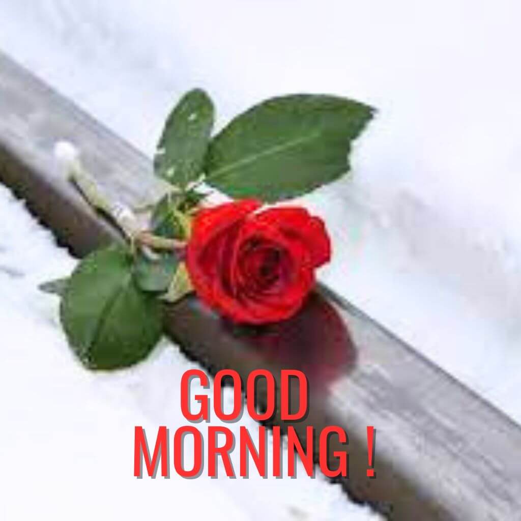 good morning ki Photo With Red Rose