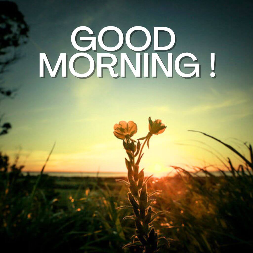 good morning my love Photo HD Images Wallpaper Pics new Download 2023