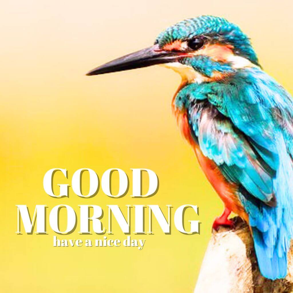 good morning photo HD 2023 Images Pics pictures 