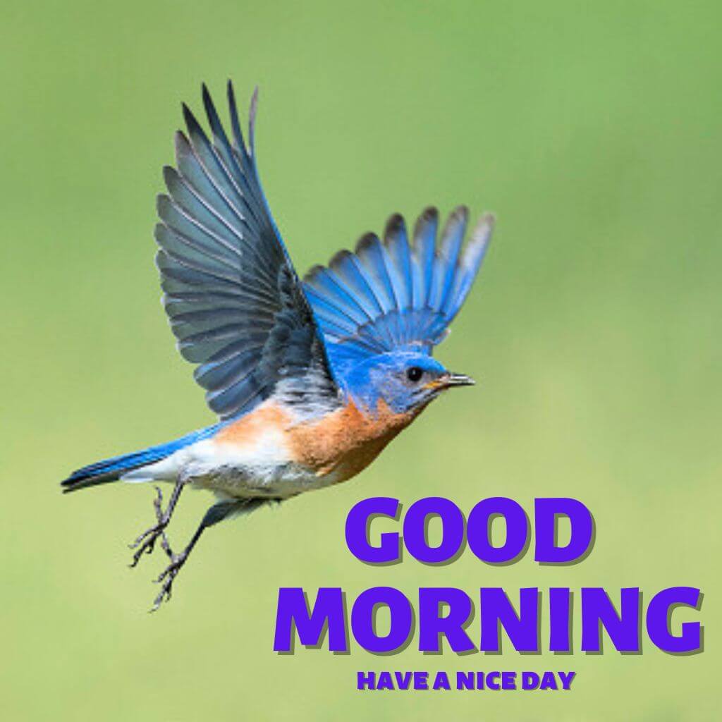 good morning photo HD New Wallpaper Pics Pictures Download 