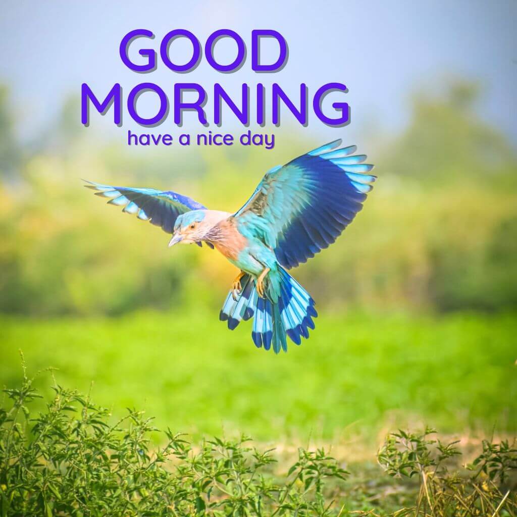 good morning photo HD Pics pictures Download 