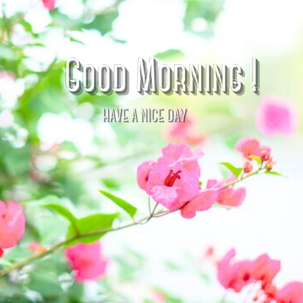 good morning photo New Download