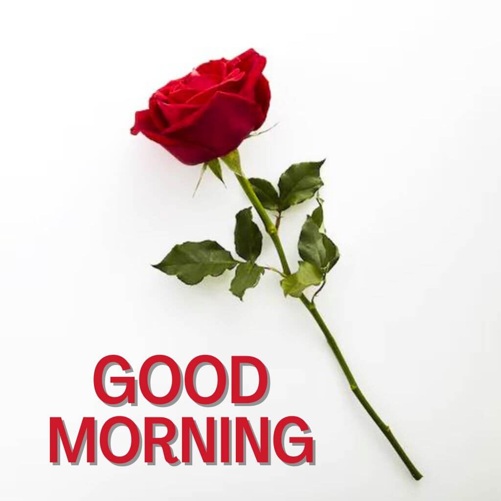 good morning rose Pics New Download 2023 (2)