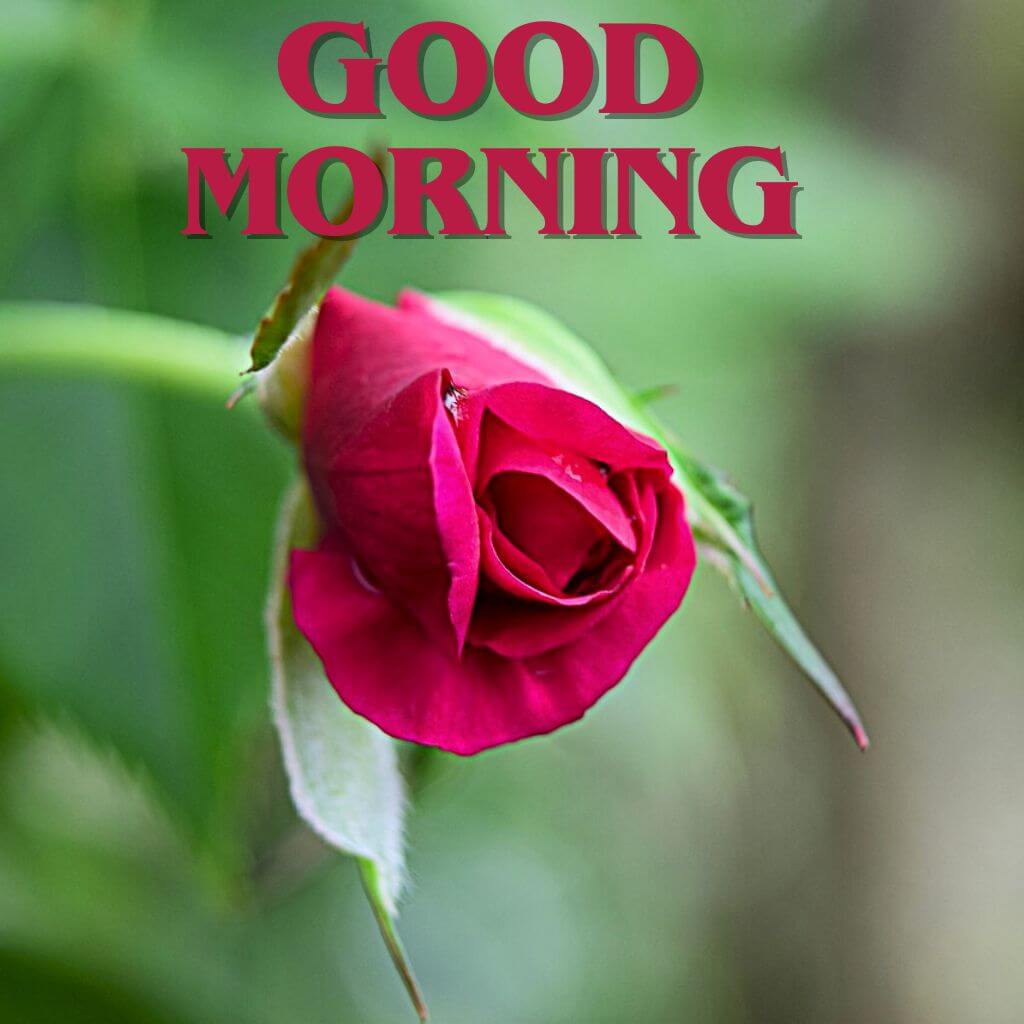 good morning rose Pics New Download