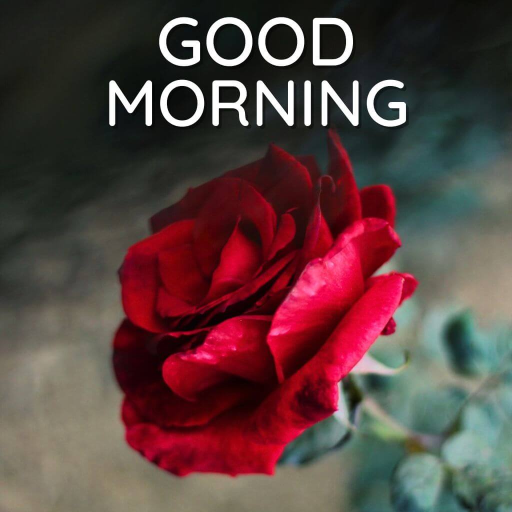 good morning rose Pics Wallpaper HD