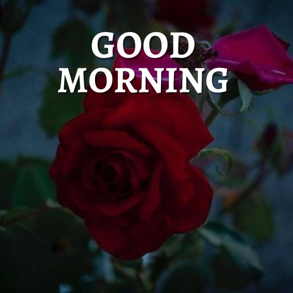 good morning rose Pics hd Images Wallpaper Pictures HD Download free 