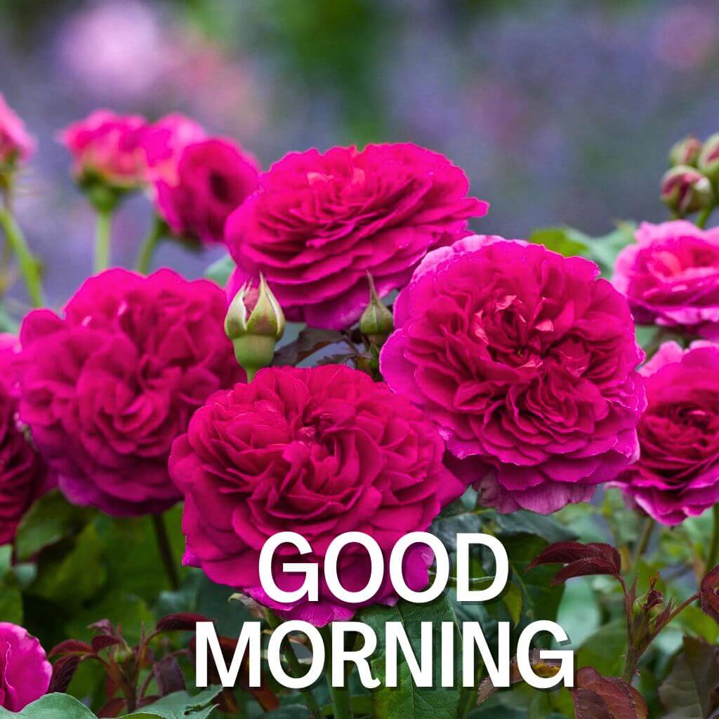 good morning rose Pics hd