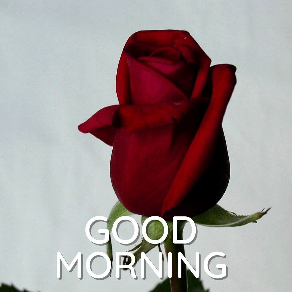 good morning rose Pics images Download for Wife Wallpaper Pictures HD