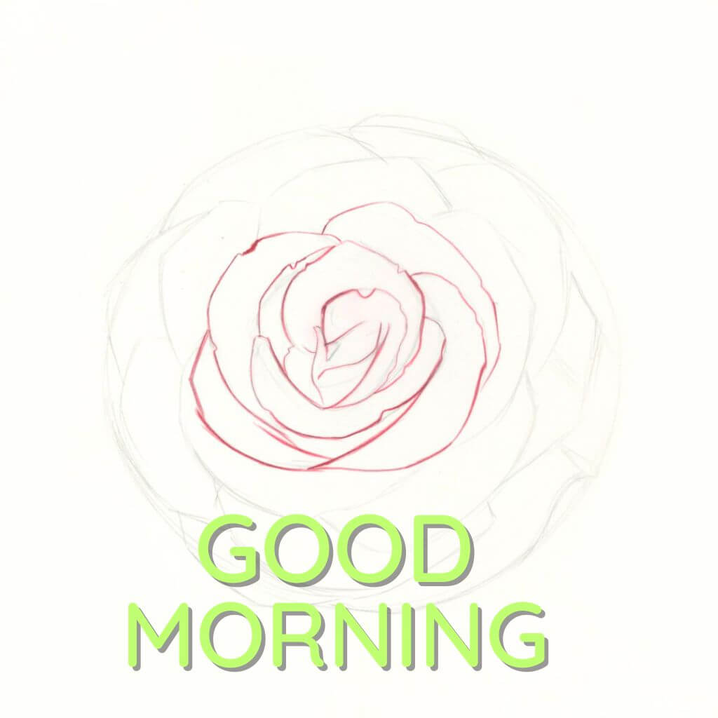 good morning rose Wallpaper Pics Download (2)
