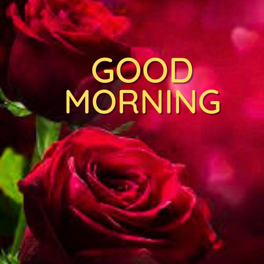good morning rose Wallpaper Pics Download