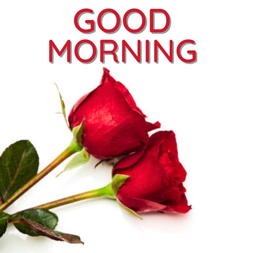 good morning rose Wallpaper Pics Free