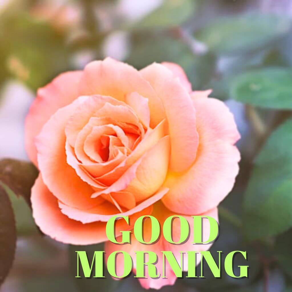 good morning rose Wallpaper Pics New Download for Whatsapp