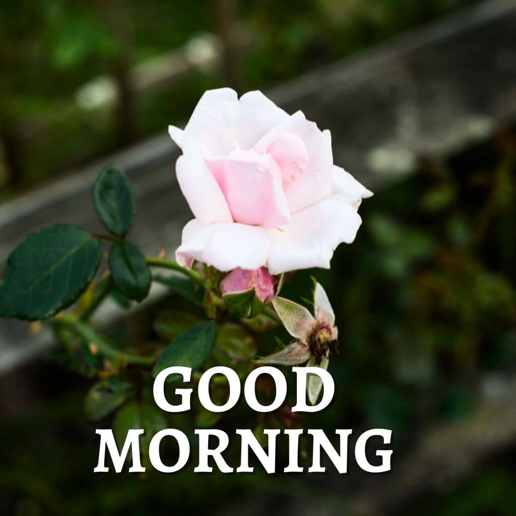 good morning rose Wallpaper Pics
