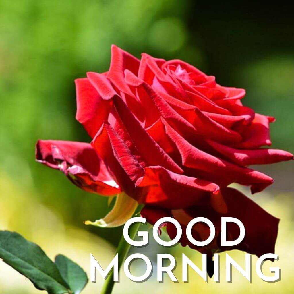 good morning rose Wallpaper pics for Facebook