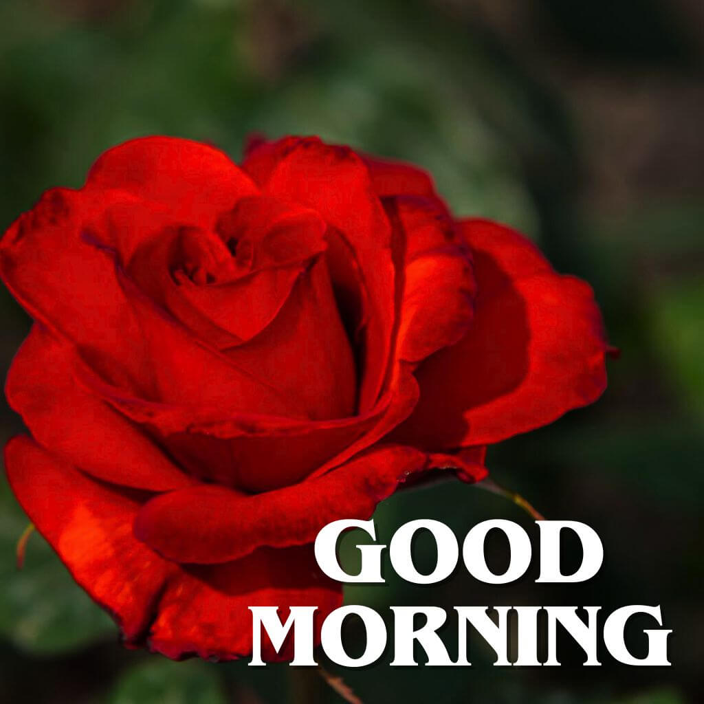 good morning rose Wallpaper pics for Whatsapp