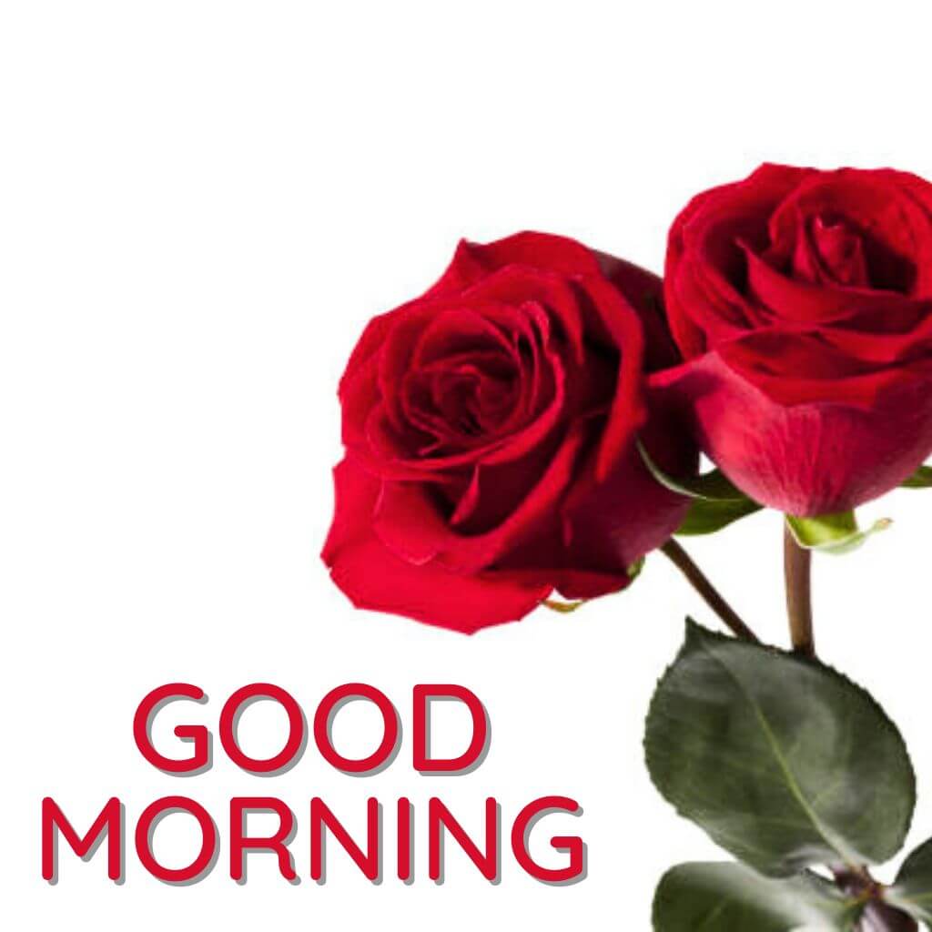 good morning rose photo Images Download free 