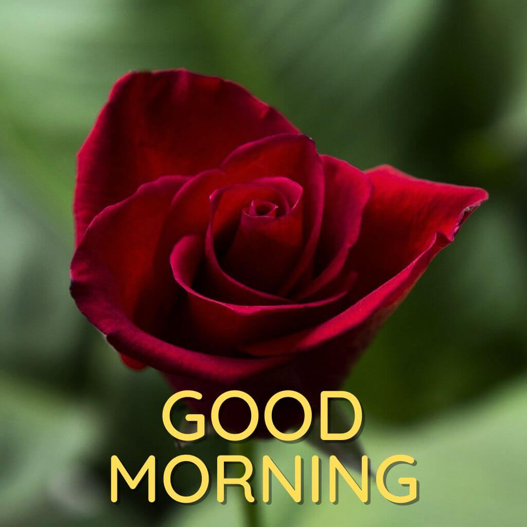 good morning rose photo HD Images Pics Pictures 