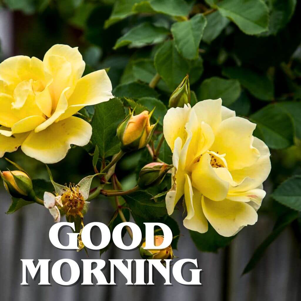 good morning rose photo Pics Wallpaper Pics Download 