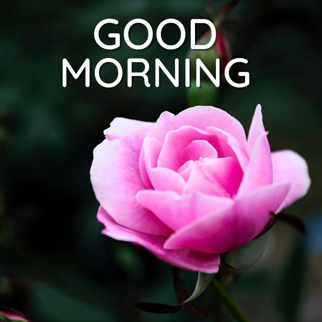 good morning rose pics Images Wallpaper Pictures Download