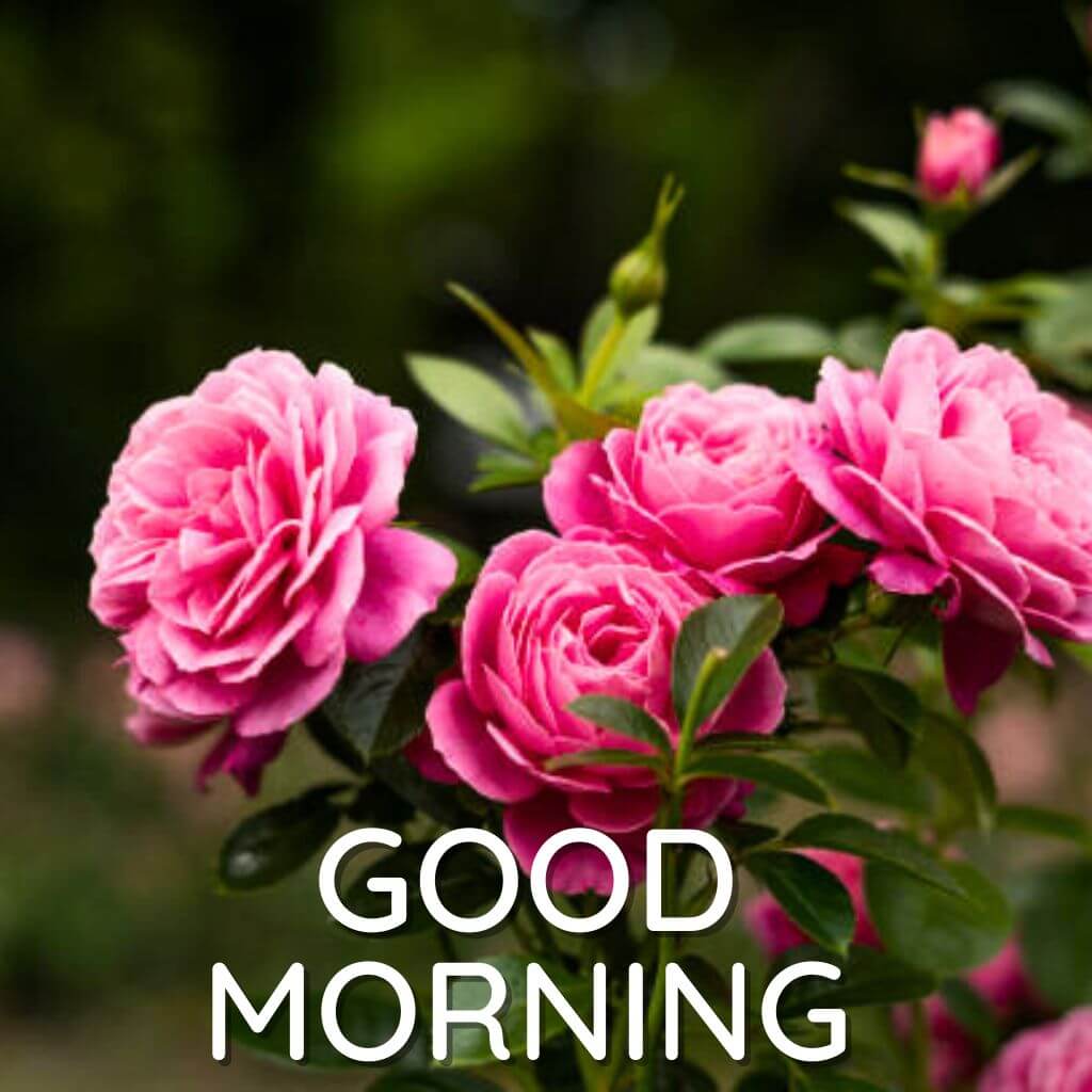 good morning rose pics New Download (2)