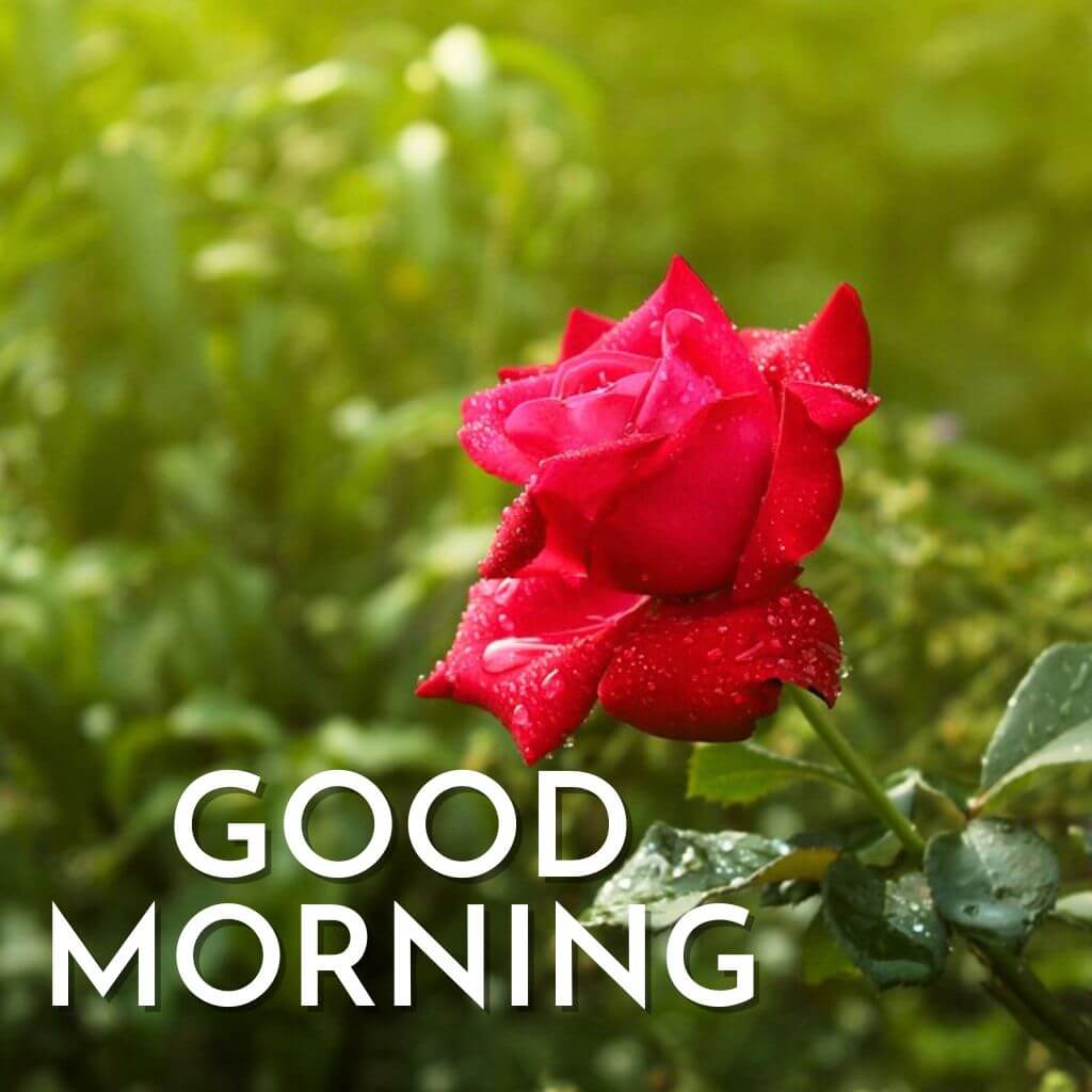 good morning rose pics New Download 2023