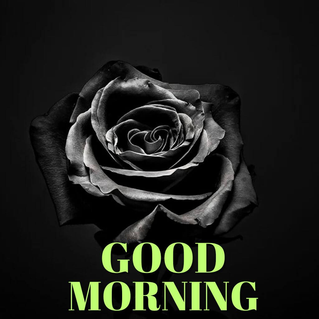 good morning rose pics With Black DP