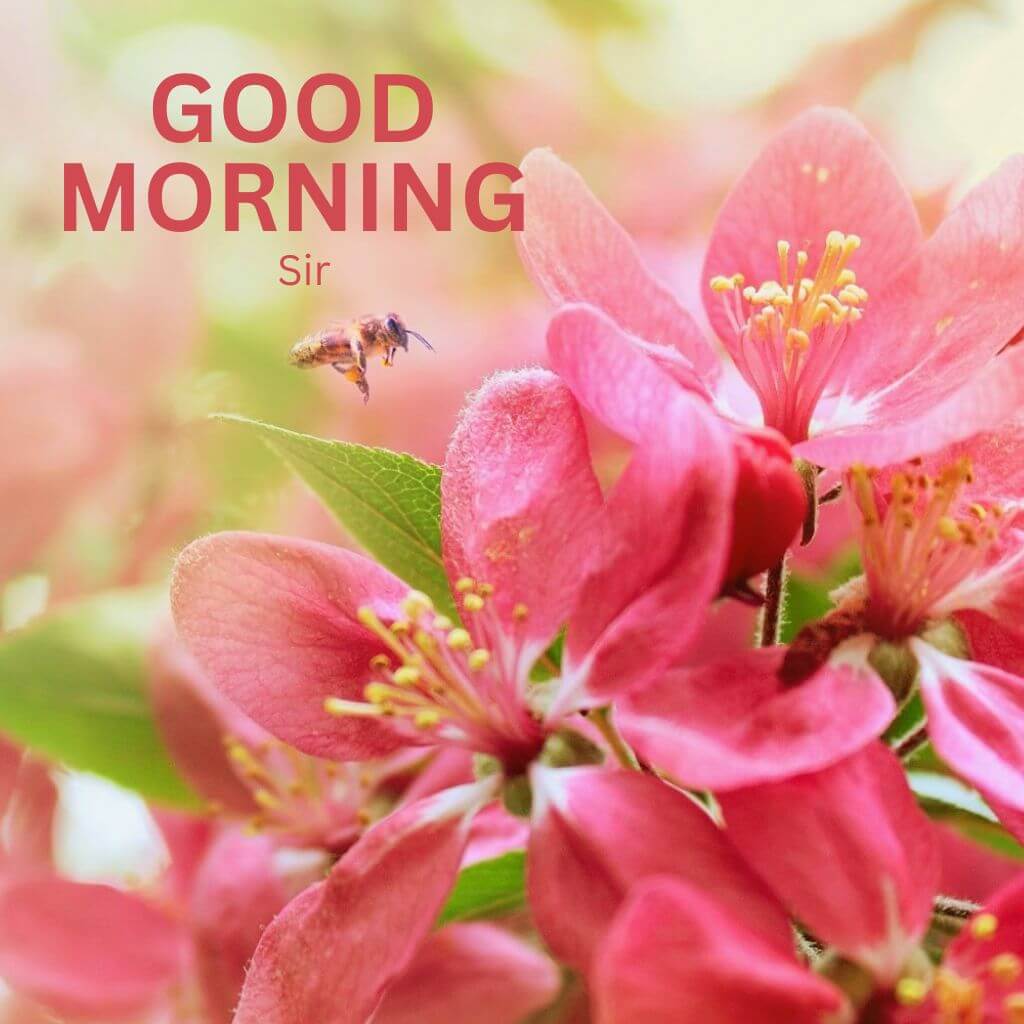 good morning sir Pics Photo Wallpaper Pictures 2023
