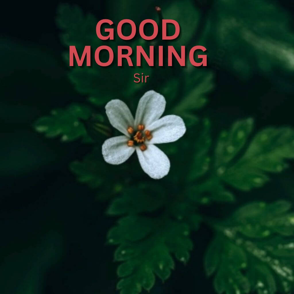 good morning sir Wallpaper Pics New Download for Friend