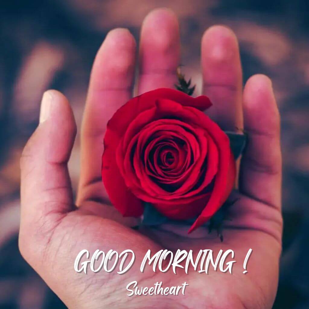 good morning sweetheart Wallpaper Pics Free Download With Red Rose 