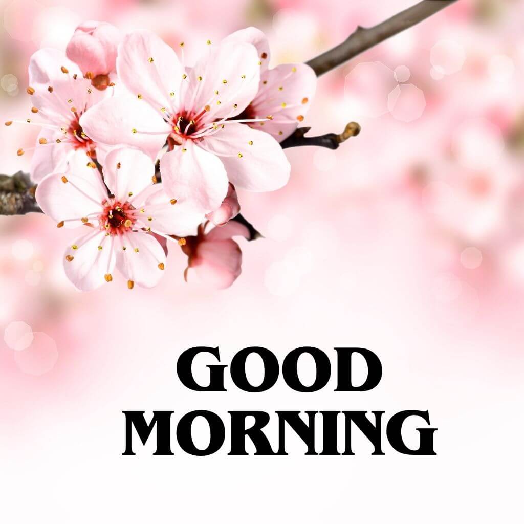 hd good morning have a blessed day Wallpaper