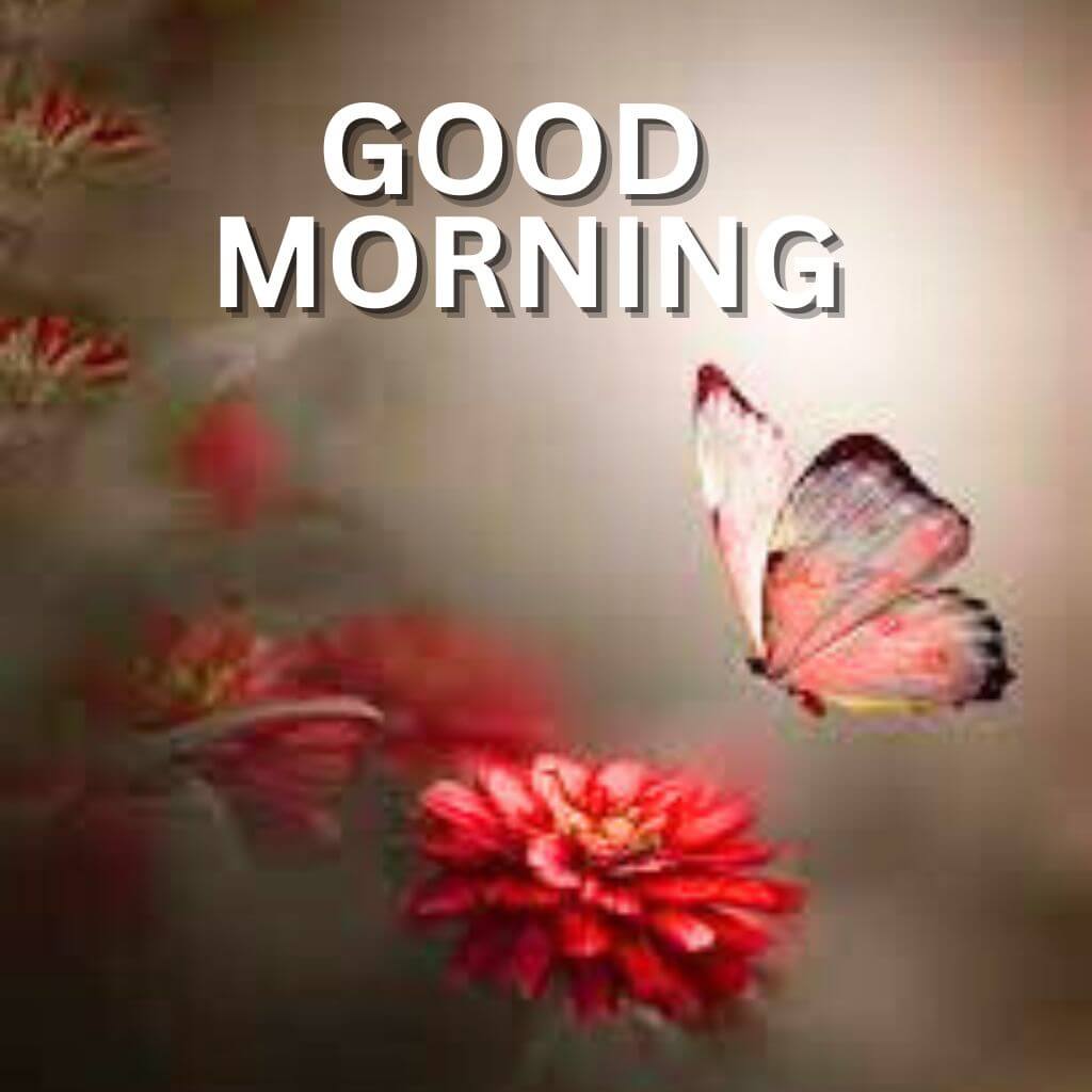 latest good morning Images Wallpaper Pics Free Download