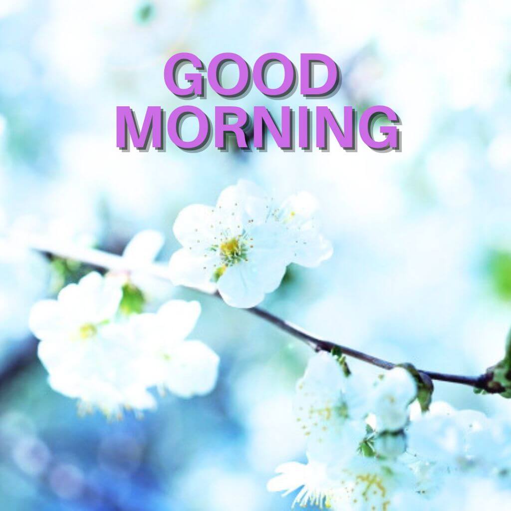 latest good morning Pics New Images Wallpaper Free HD Download