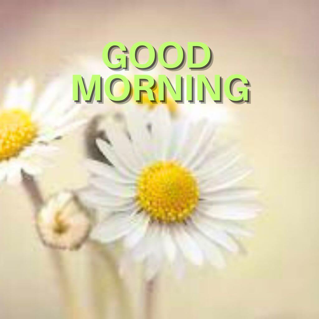 latest good morning Wallpaper Pics Download for Friend