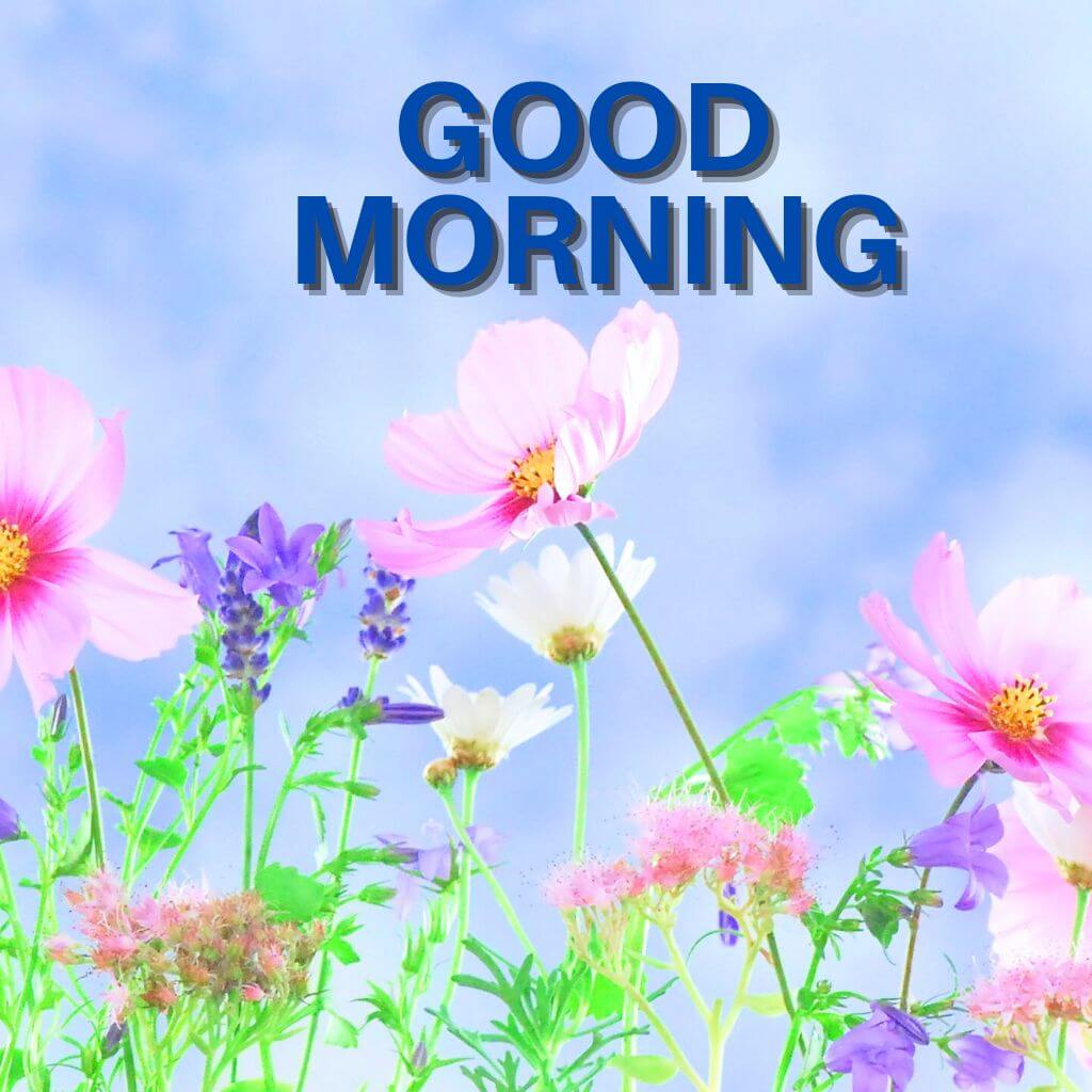 latest good morning photo Images Wallpaper Free Download