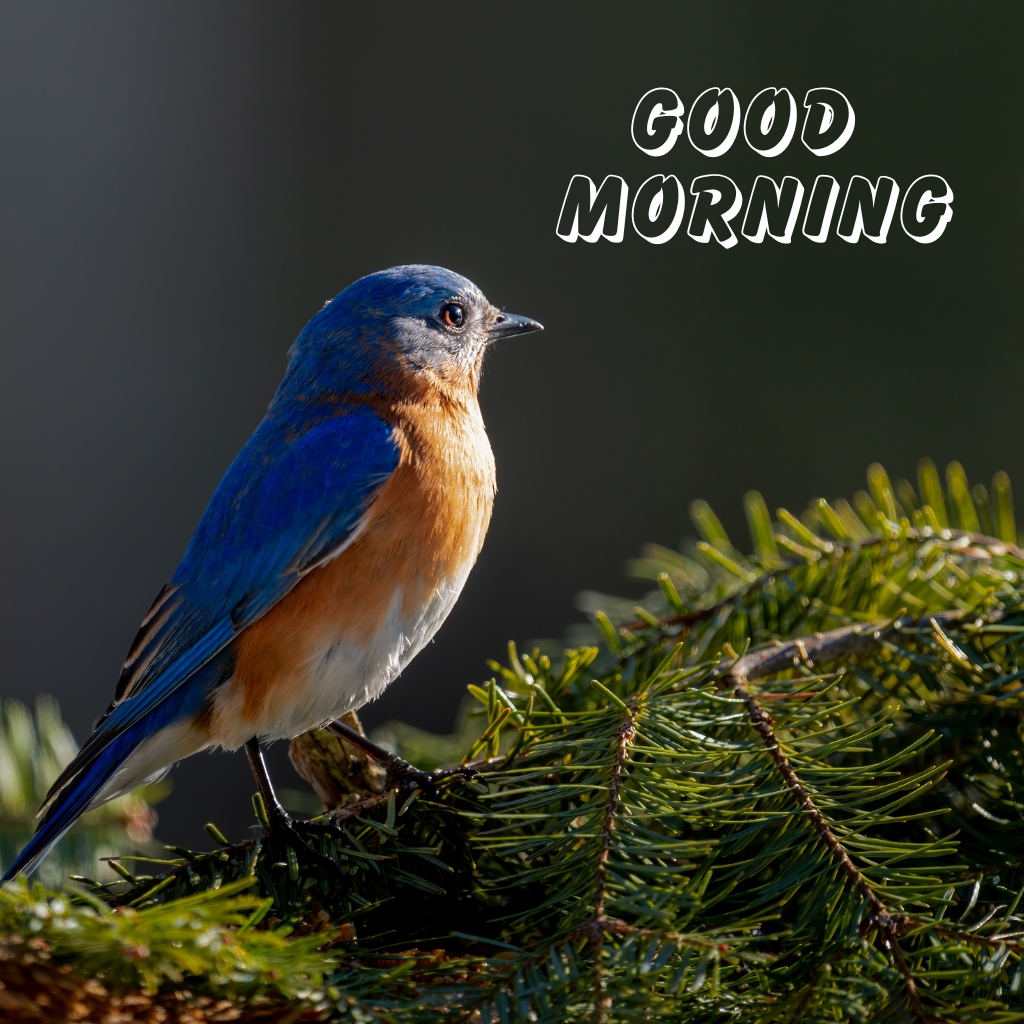 Good Morning Nature Pics new Download