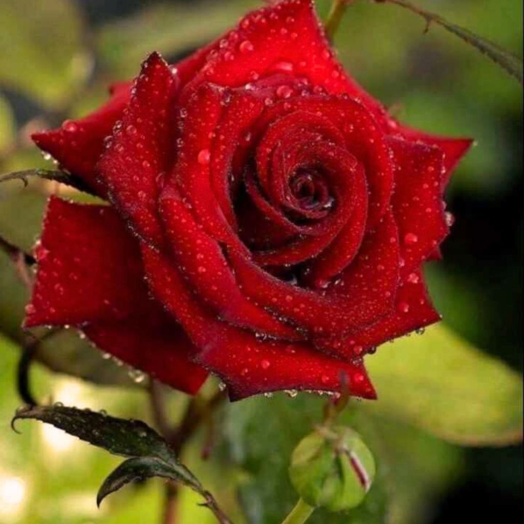 Stylish Red Rose Images Photo HD