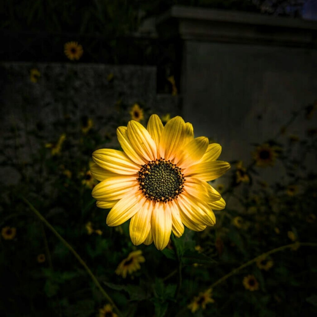 Sunflower Whatsapp DP Pictures