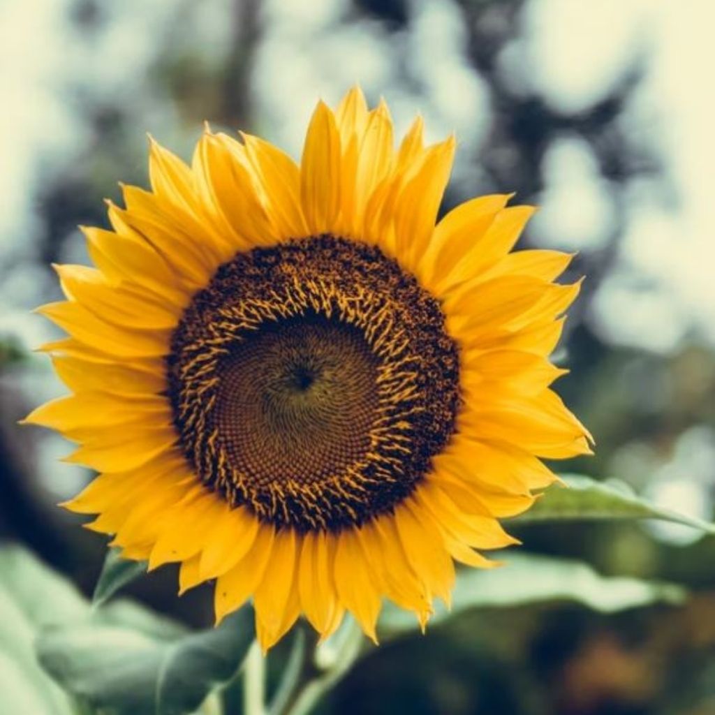 Sunflower nice dp for whatsapp pics Images Pictures