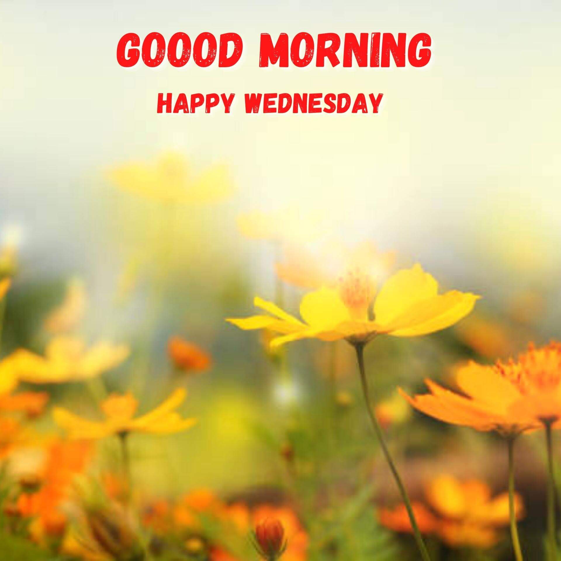 Best HD Flower Wednesday good morning Wallpaper Download