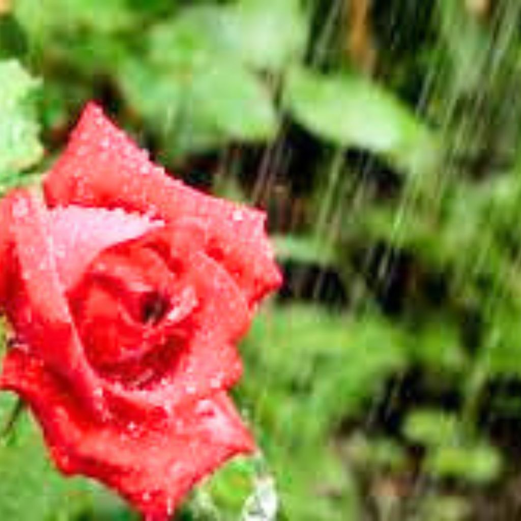 Best HD rain rose whatsapp dp Pics Images Download