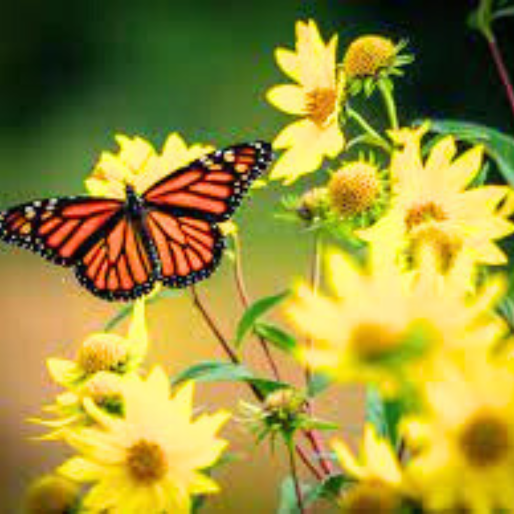 Best Quality HD butterfly dp Pics Images Download