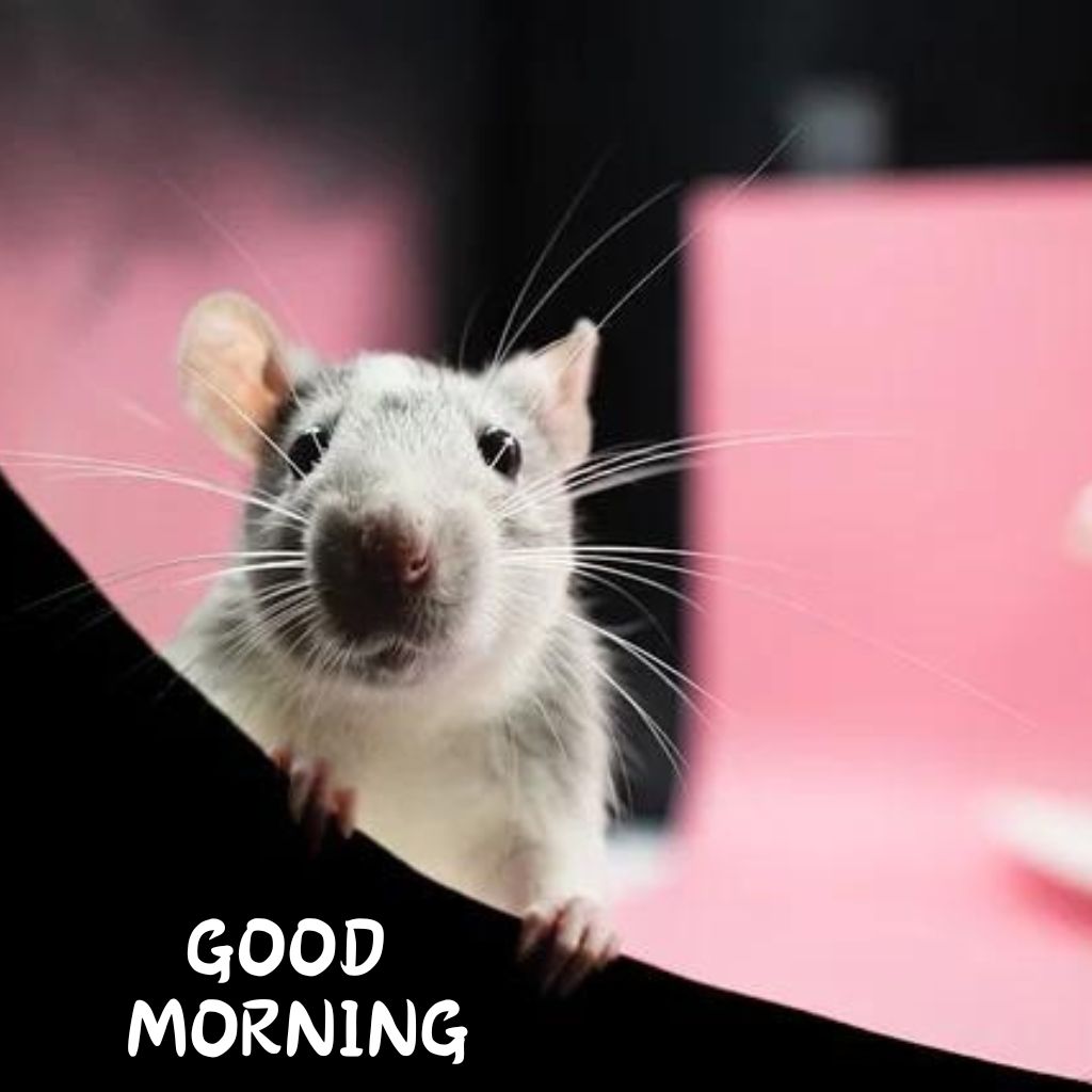 Cute Good Morning Wallpaper Download